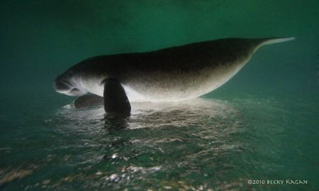 Magic Manatee by Becky Kagan 