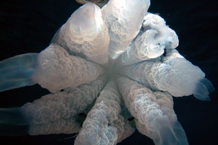 A Jellyfish in Ligurian Sea (Italy). Coolpix 5000 in Sea&... by Ugo Gaggeri 
