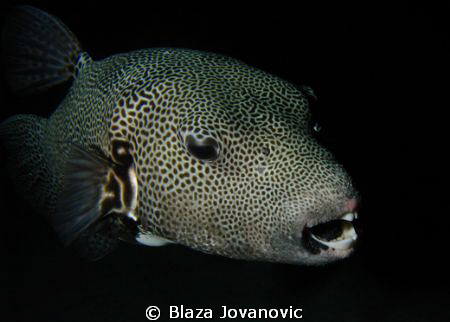 Out of the night; taken on the house reef in Marsa Shagra... by Blaza Jovanovic 