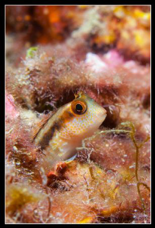 Blennie de Roux @ Portofino - (Parablennius rouxi) by Christophe Warpelin 
