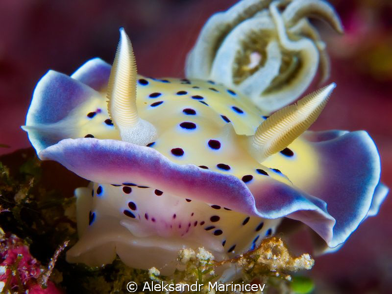 Chromodoris kuniei
Canon 1Ds MarkII with 100mm Macro len... by Aleksandr Marinicev 