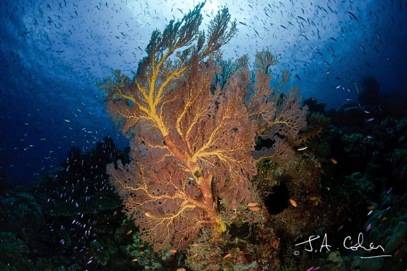 Sea Fan by Julian Cohen 