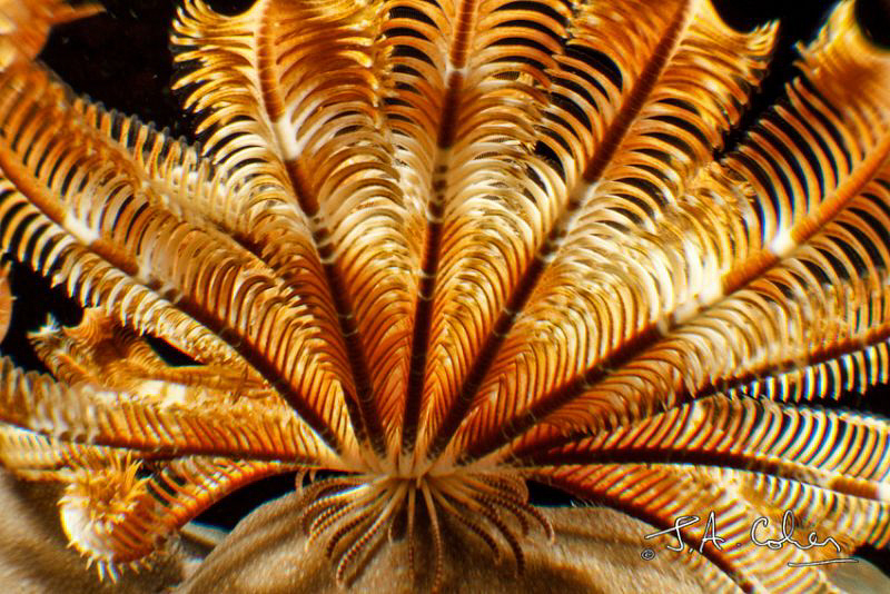 Crinoid Close Up by Julian Cohen 