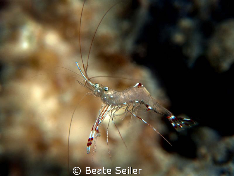 Flying object, Shrimp taken with Canon G10 and UCL165 by Beate Seiler 