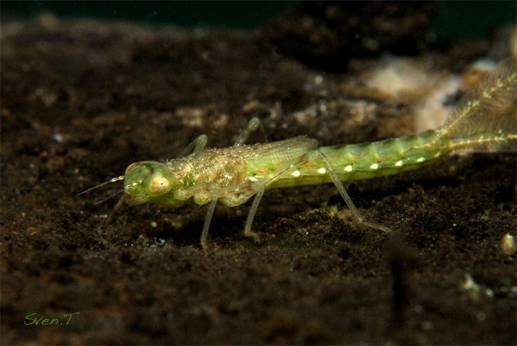 Odonata by Sven Tramaux 