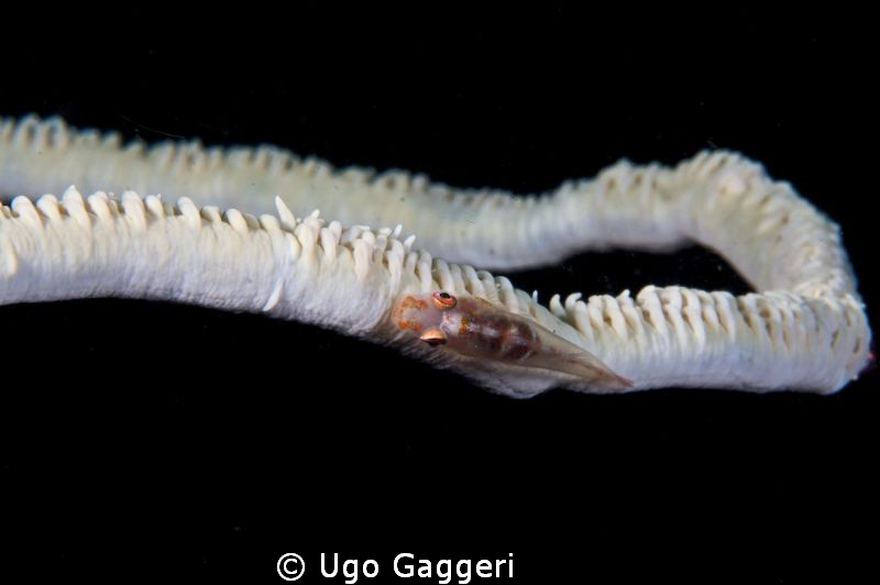 Coral goby, Puerto Galera. by Ugo Gaggeri 