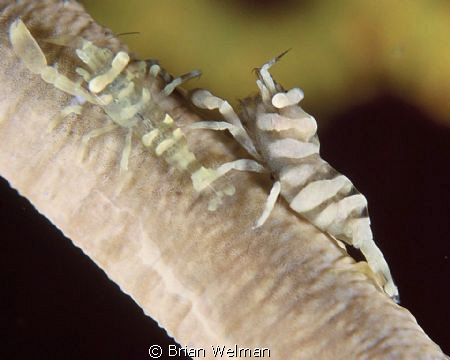 Shrimps on Whip by Brian Welman 