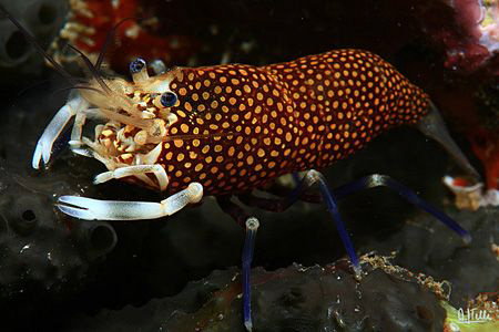 Bumblebee shrimp, Gnatophyllum elegans. A very common spe... by Arthur Telle Thiemann 