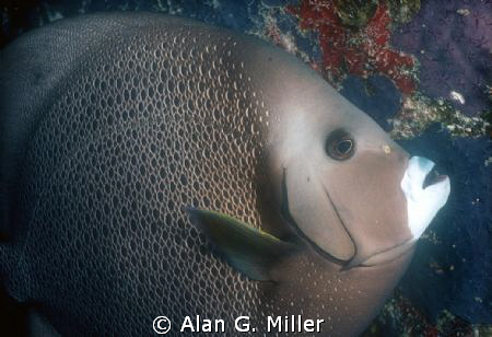 Angelfish, Nikonos RS, 50 mm lens, 2 Ikelite SS-200's sho... by Alan G. Miller 
