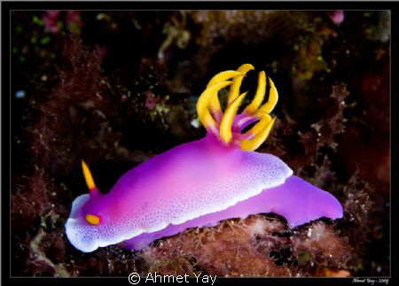 Manado, Bunaken Island, Negri Pangalisan dive point by Ahmet Yay 