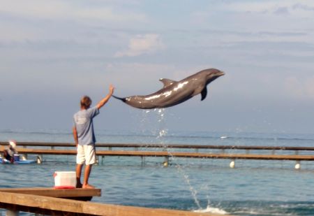 Willie and the dolphin...passing through Anthony's Key an... by Jon Kreider 