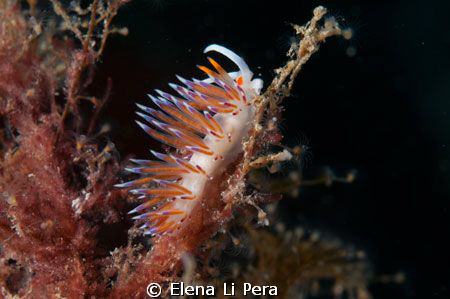 piccolo nudibranco by Elena Li Pera 