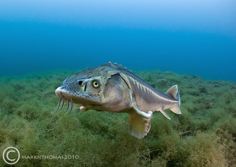 Diamond sturgeon.
D3 15mm & 4'C water. by Mark Thomas 