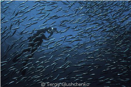 Sardine Run by Sergiy Glushchenko 