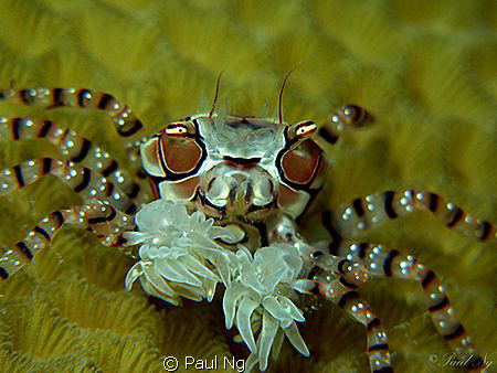 What are you looking at? wanna fight? The greatest boxer ... by Paul Ng 