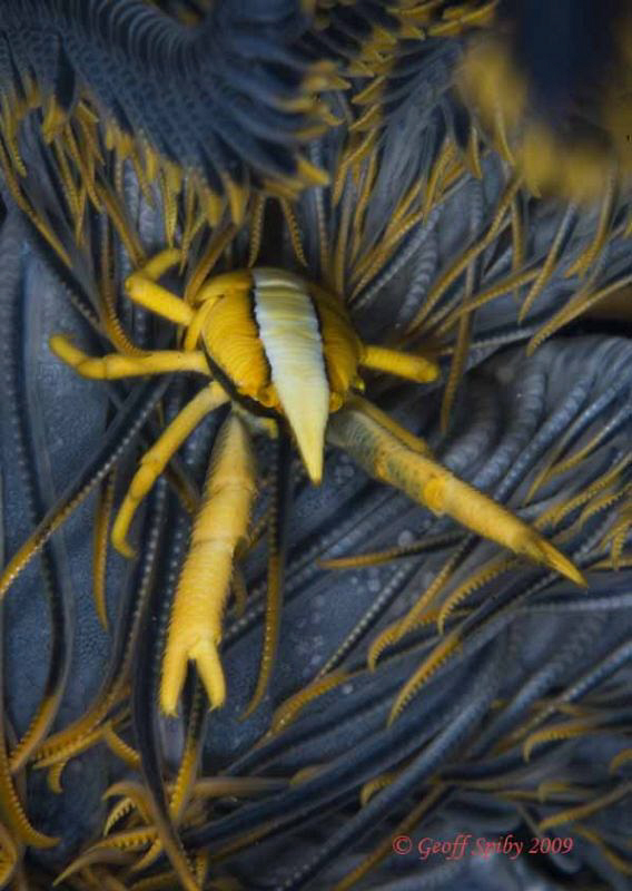 life on the featherstar by Geoff Spiby 
