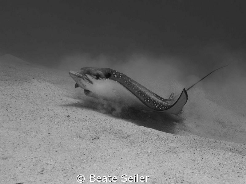 Spotted Eagle Ray in Black and White, taken with Canon G10 by Beate Seiler 