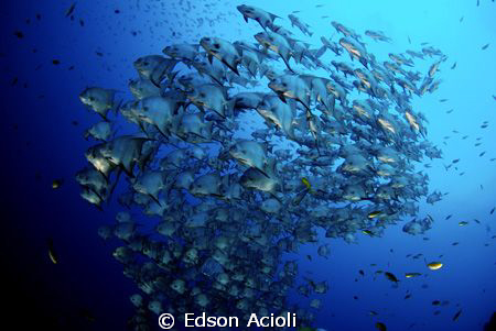 Atlantic spadefish in Recife, Pernambuco. by Edson Acioli 