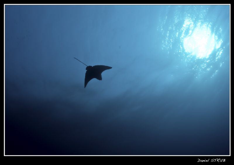 Eagle ray (...) :-D by Daniel Strub 