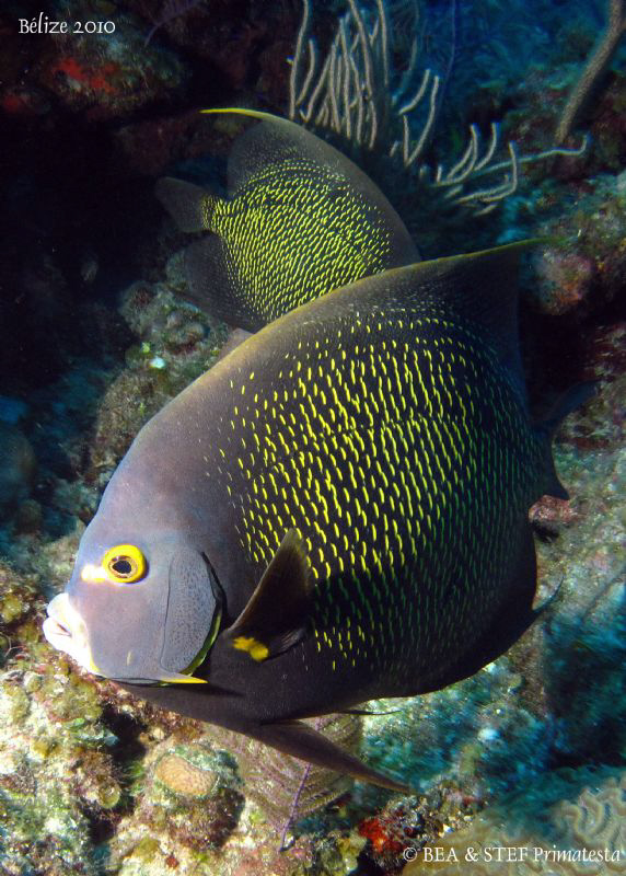 French angelfish. San Pedro, Belize. Canon Ixus 980 & Ino... by Bea & Stef Primatesta 