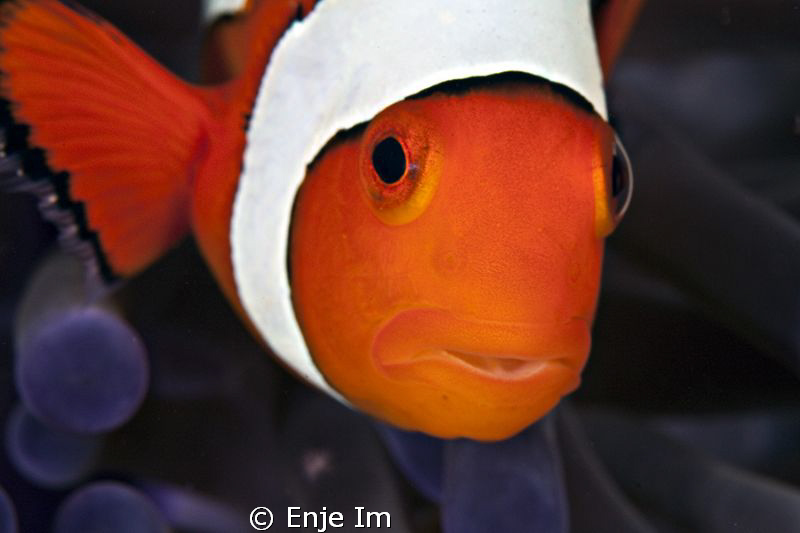 clownfish closeup - 100mm macro lens + 2x tc by Enje Im 