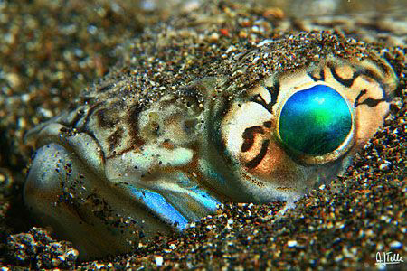 The eye in the sand. Greater weever buried in the sand wa... by Arthur Telle Thiemann 