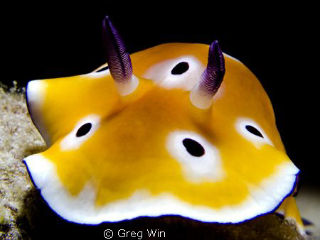 Over the hill! Image captured with Canon G9, Ikelite Hous... by Greg Win 
