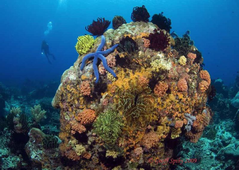 colourful reef, Apo island by Geoff Spiby 