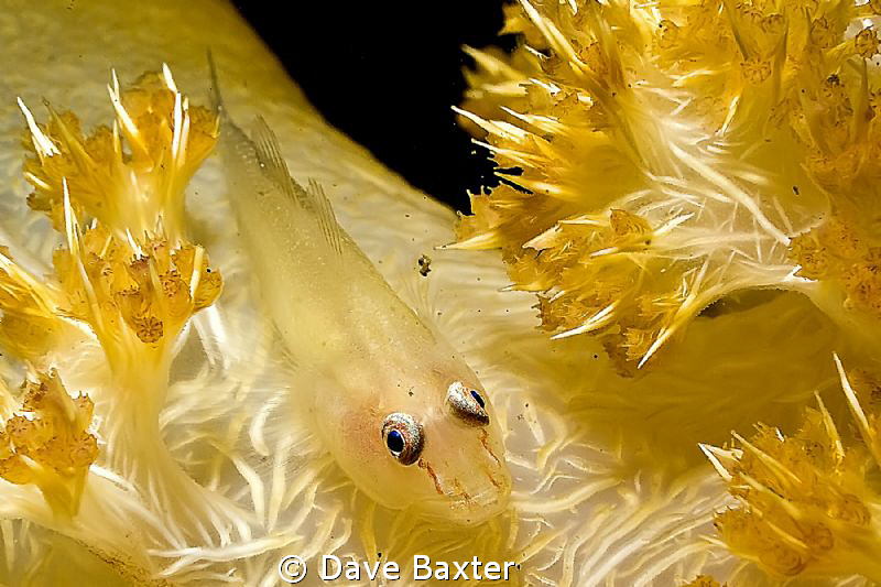cling fish cruising by Dave Baxter 