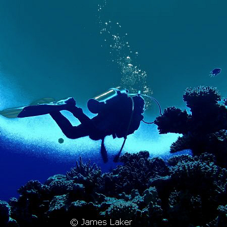 Diver by James Laker 