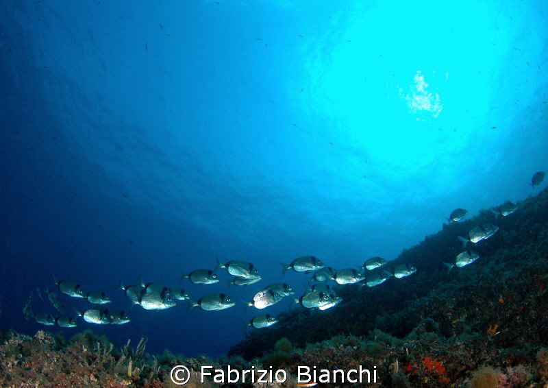 Parco marino di Portofino, secca Carega
Saraghi by Fabrizio Bianchi 