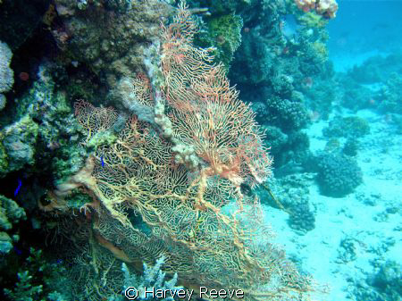 Gargonian Fan natural light by Harvey Reeve 