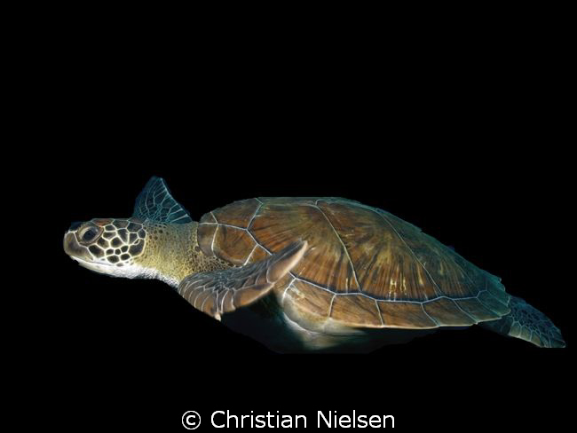 This is not a night dive !
I wanted to make the beautifu... by Christian Nielsen 