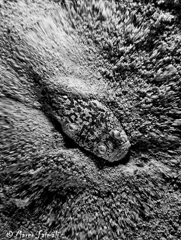 Quicksand! (photoshopped Stargazer)

Compact camera Nik... by Marco Faimali 