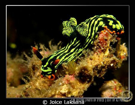Nembrotha Kubaryana from Lembeh in Manado - Sulawesi Island by Joice Laksana 