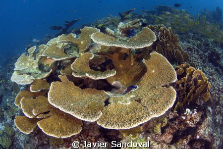 Cancun Reefscape, we still have nice shallow dive spots w... by Javier Sandoval 