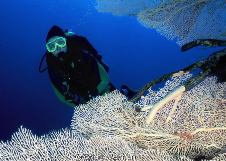 "Blue Explorer"
Diver & Long Nose Hawkfish on Gorgonian ... by Brian Welman 