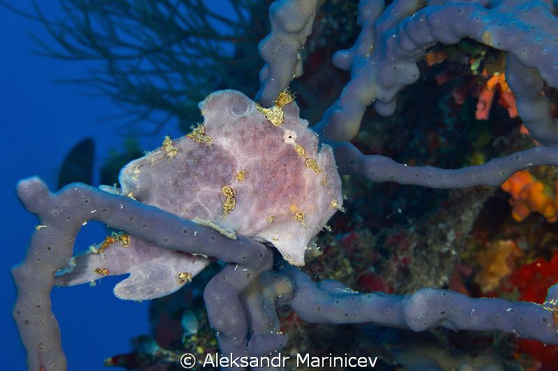 Anglerfish
Canon 1Ds MarkII with 100mm Macro lense and t... by Aleksandr Marinicev 