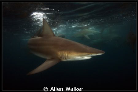 5m viz.....hmmm by Allen Walker 