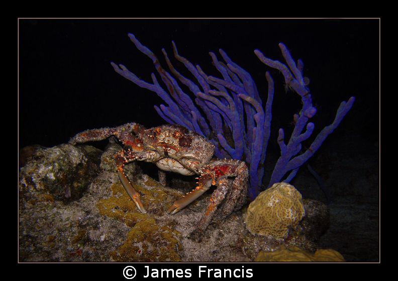 When I night dive in Cozumel I always see these big coral... by James Francis 
