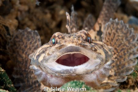 This picture of Cottis perifretum was taken in the Grote ... by Silvia Waajen 