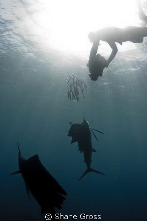 man meets superfish by Shane Gross 