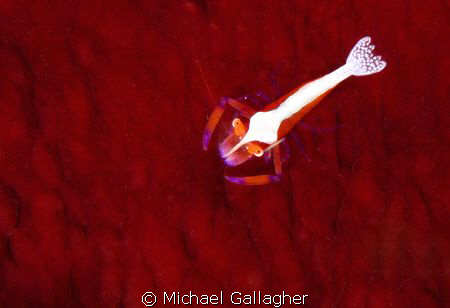 Red and white by Michael Gallagher 