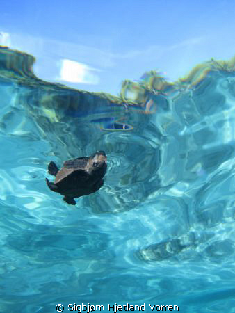 A baby turtle that just got of the beach. Lucky for me I ... by Sigbjørn Hjetland Vorren 