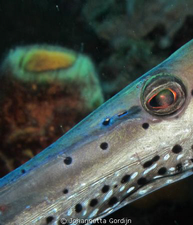 Trumpet fish by Johannetta Gordijn 