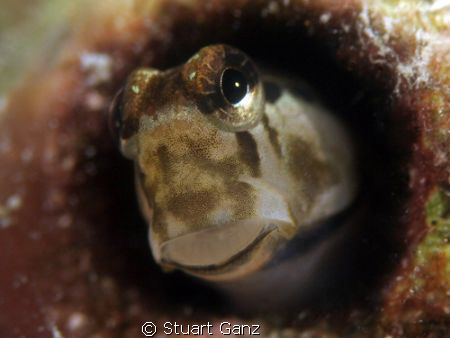 Hello there... by Stuart Ganz 
