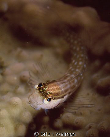 "Friendly Face"
Nalola Blenny taken with a 105mm macro a... by Brian Welman 