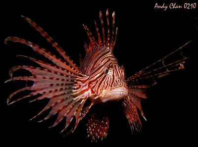 Lion Dance - Secret Bay Bali
Canon G9 + Nikonos SB 105 by Andy Chan 