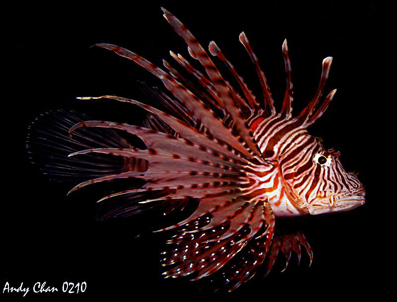 Lion Fly - secret Bay Bali
 by Andy Chan 