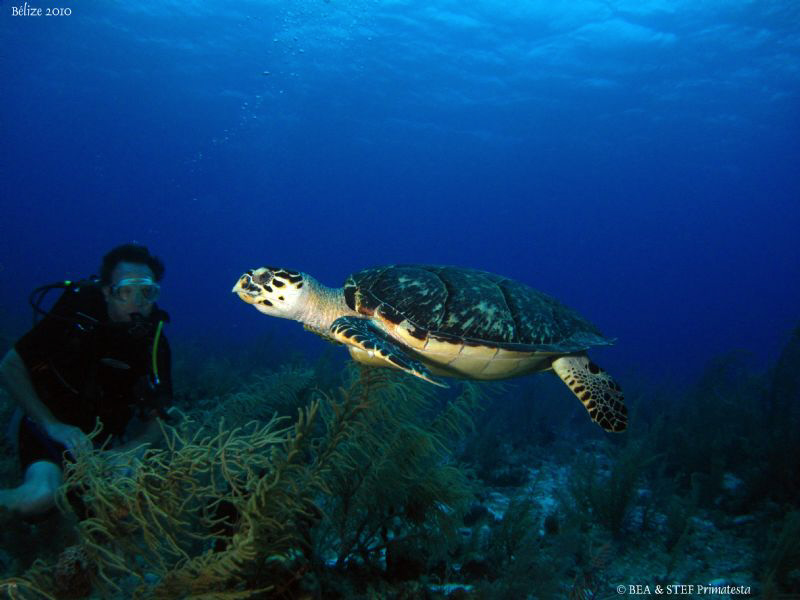 Looking at turtle. San Pedro, Belize. Canon Ixus 980 & In... by Bea & Stef Primatesta 